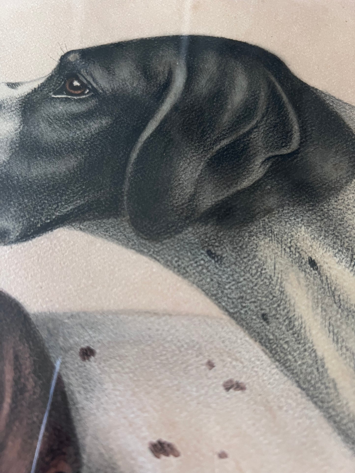 Stunning French Study of Two Pointer Dogs dated 1958