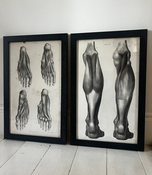 A wonderful set of old anatomical framed prints