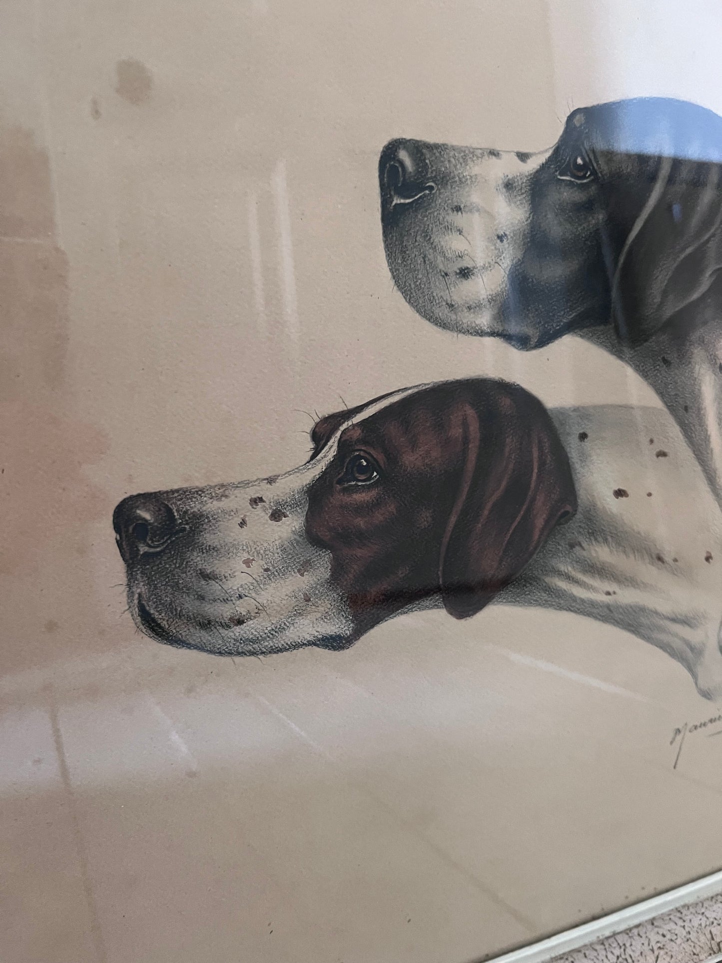 Stunning French Study of Two Pointer Dogs dated 1958