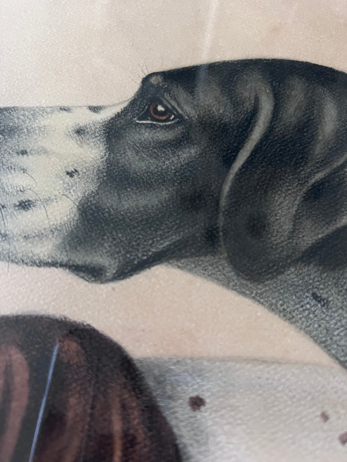 Stunning French Study of Two Pointer Dogs dated 1958