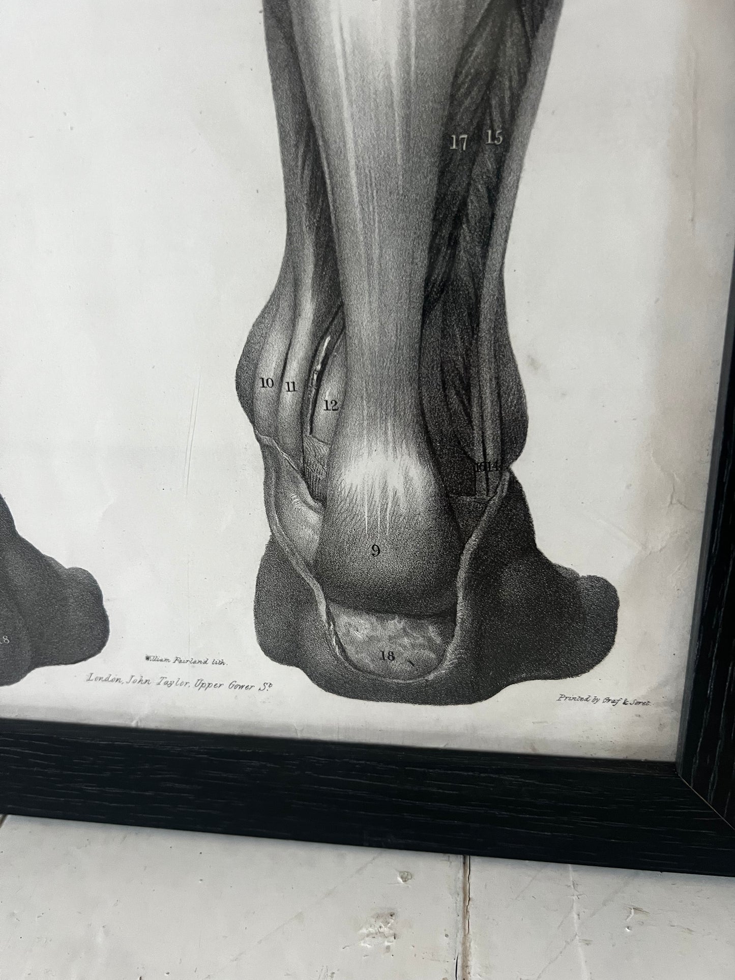 A wonderful set of old anatomical framed prints