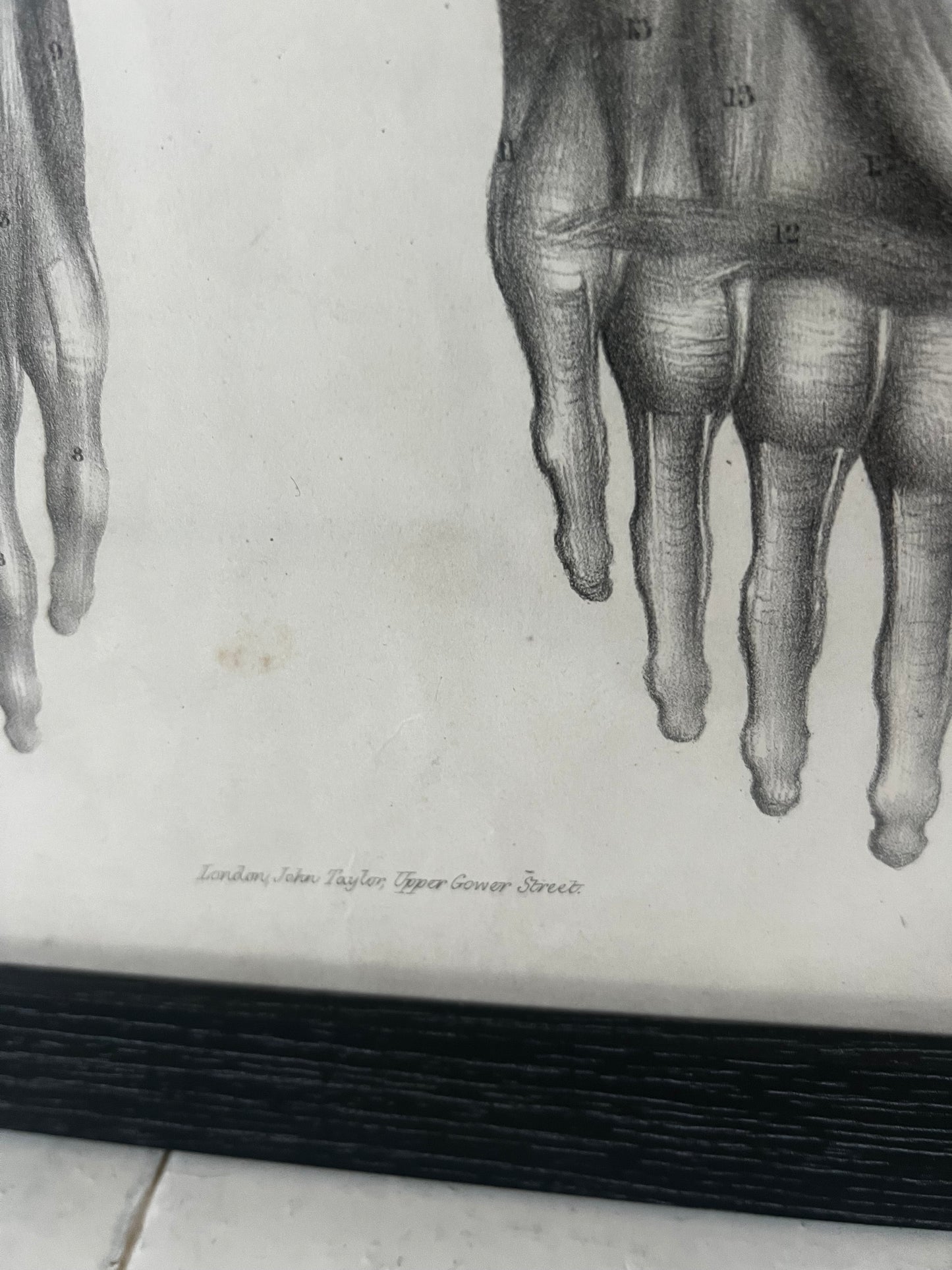 A wonderful set of old anatomical framed prints