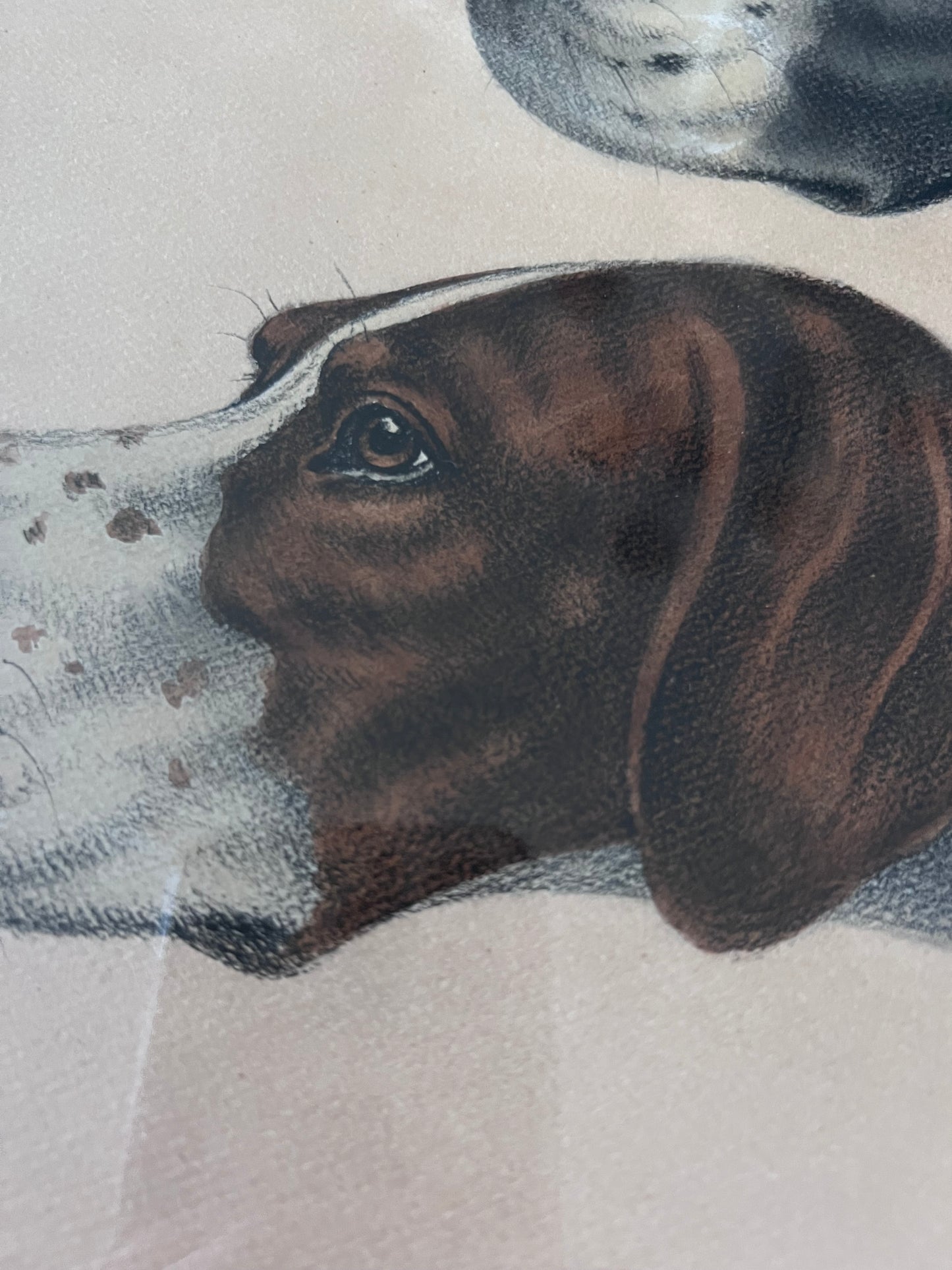 Stunning French Study of Two Pointer Dogs dated 1958