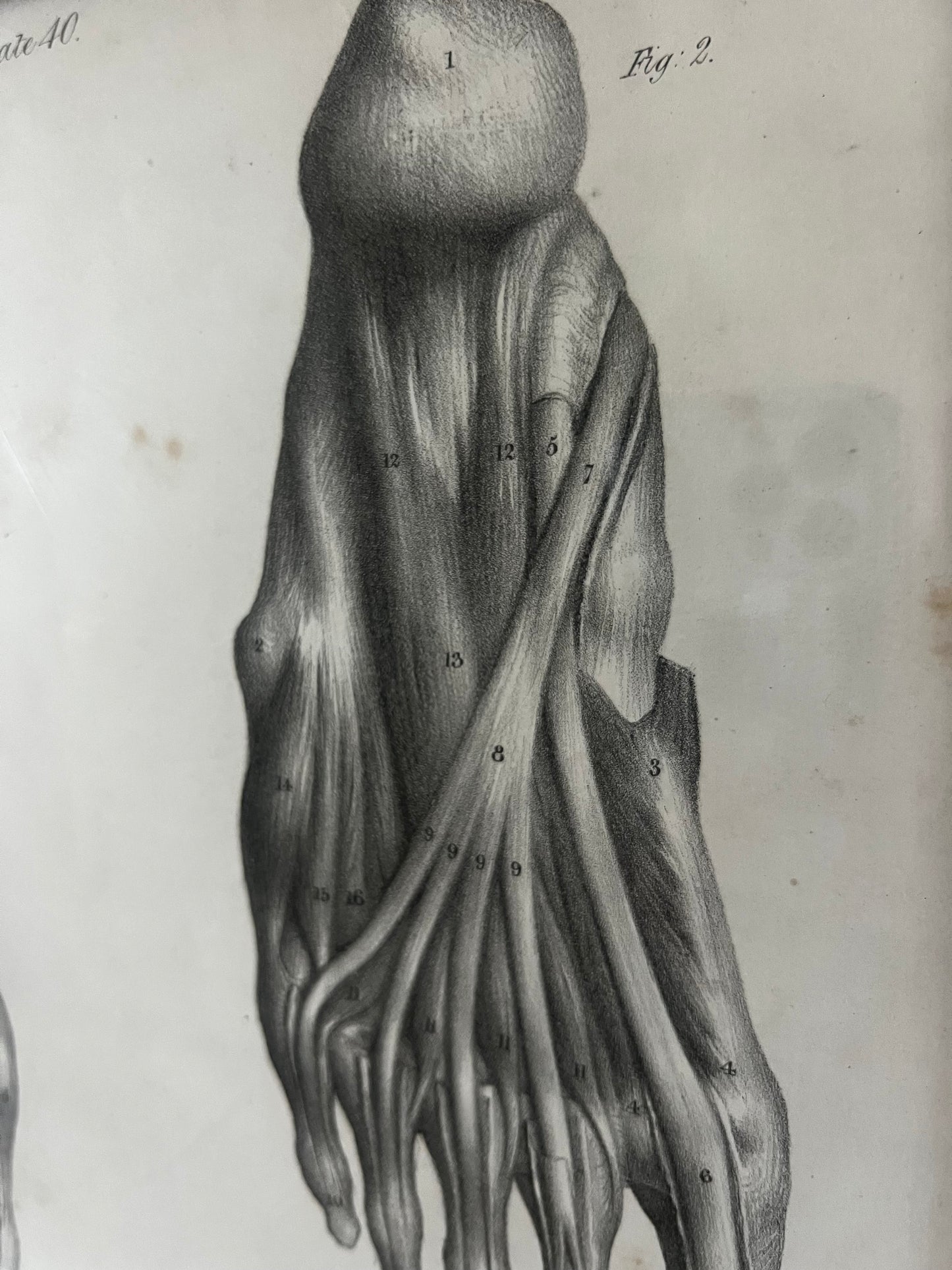 A wonderful set of old anatomical framed prints