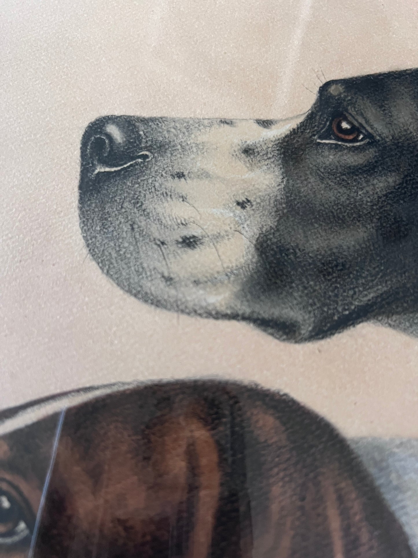 Stunning French Study of Two Pointer Dogs dated 1958