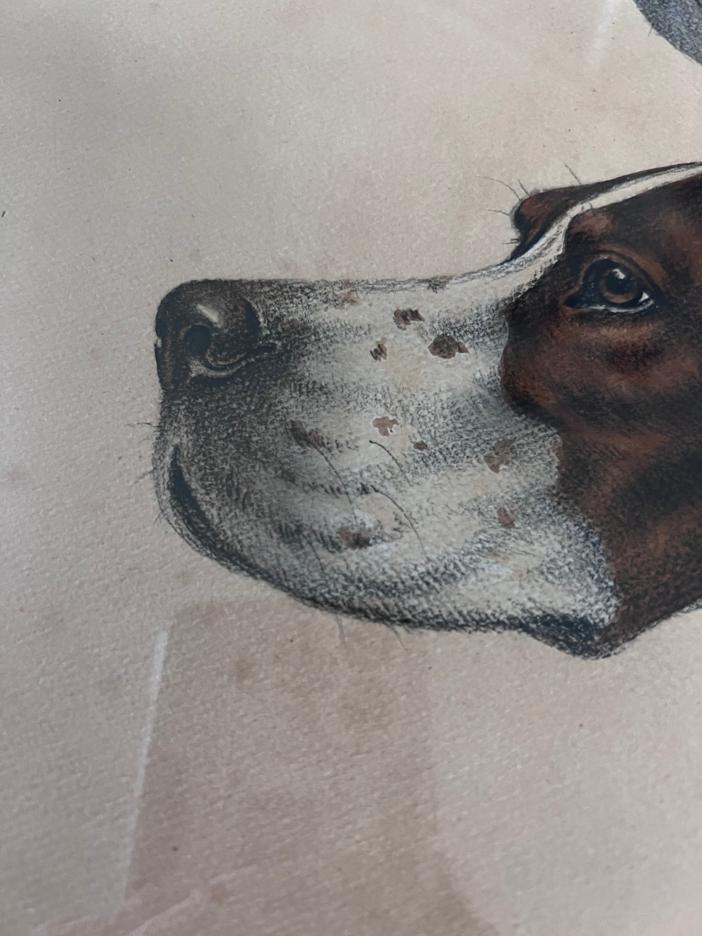 Stunning French Study of Two Pointer Dogs dated 1958