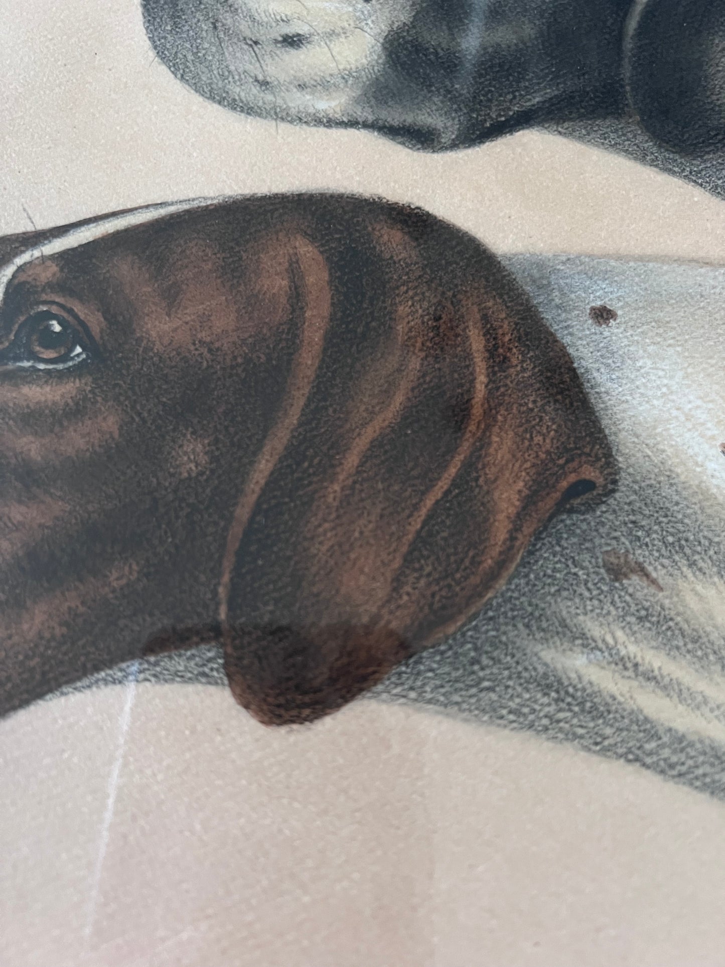 Stunning French Study of Two Pointer Dogs dated 1958