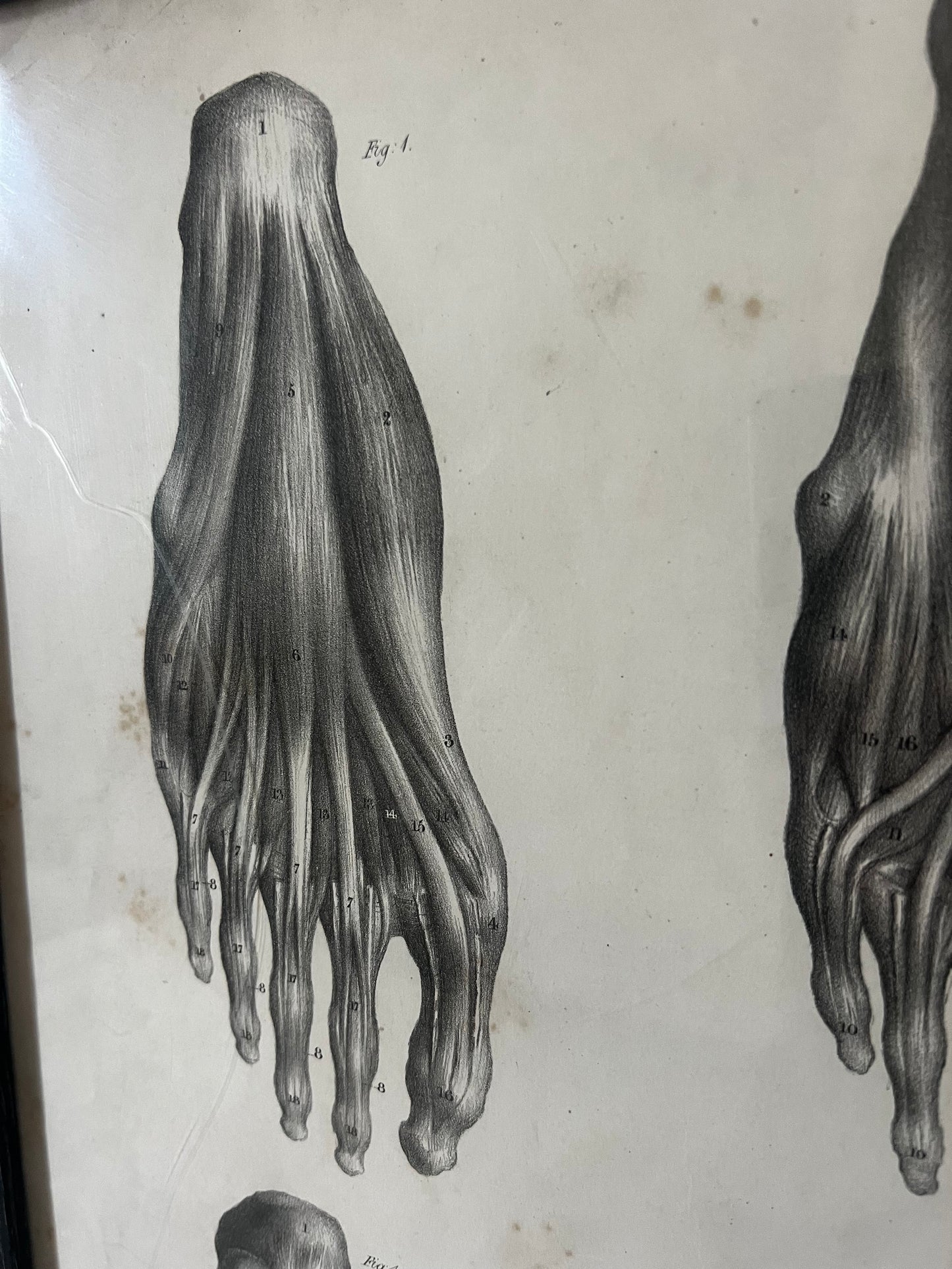 A wonderful set of old anatomical framed prints
